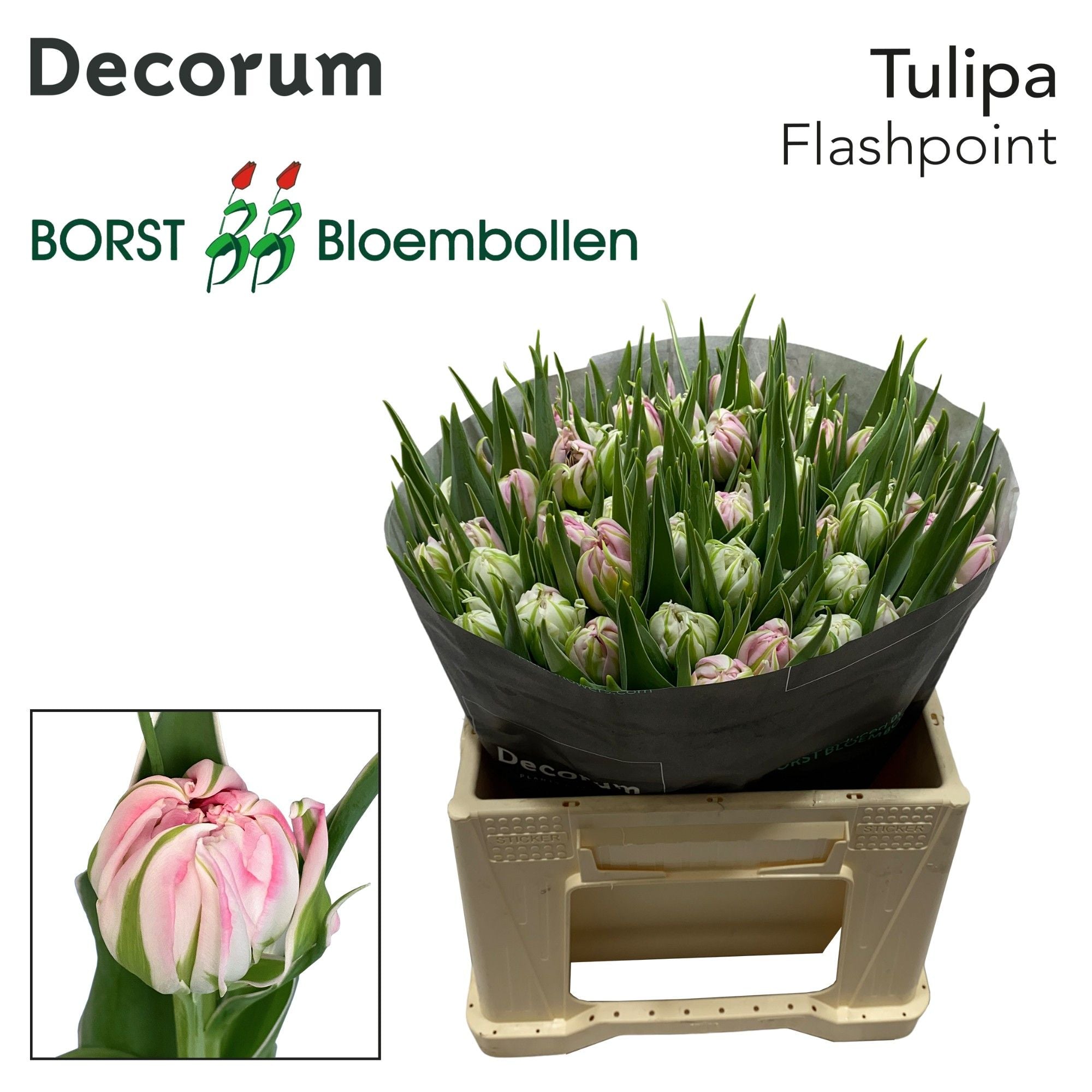 Tulpe "Flashpoint"