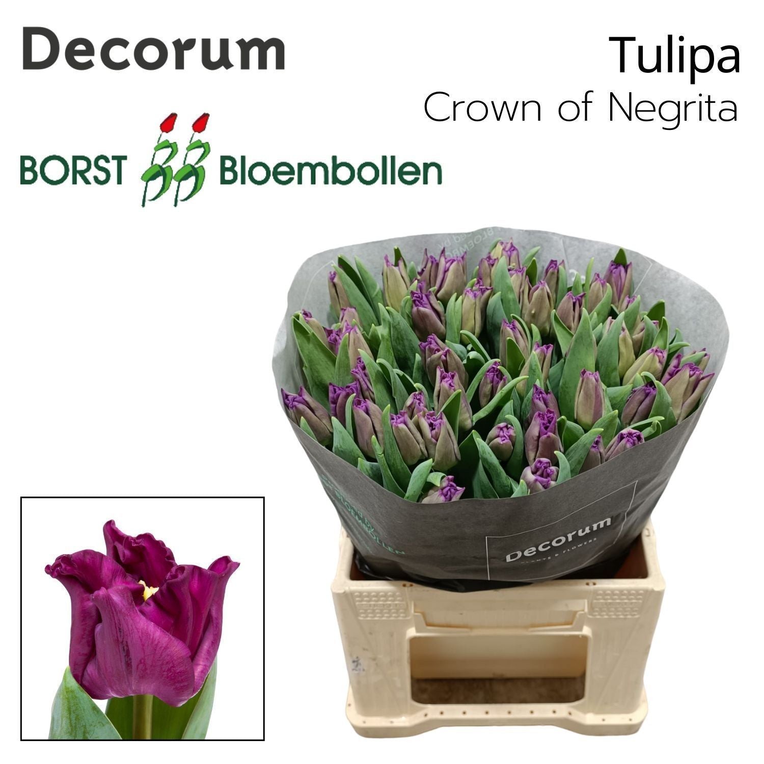 Tulpe "Crown of Negrita"