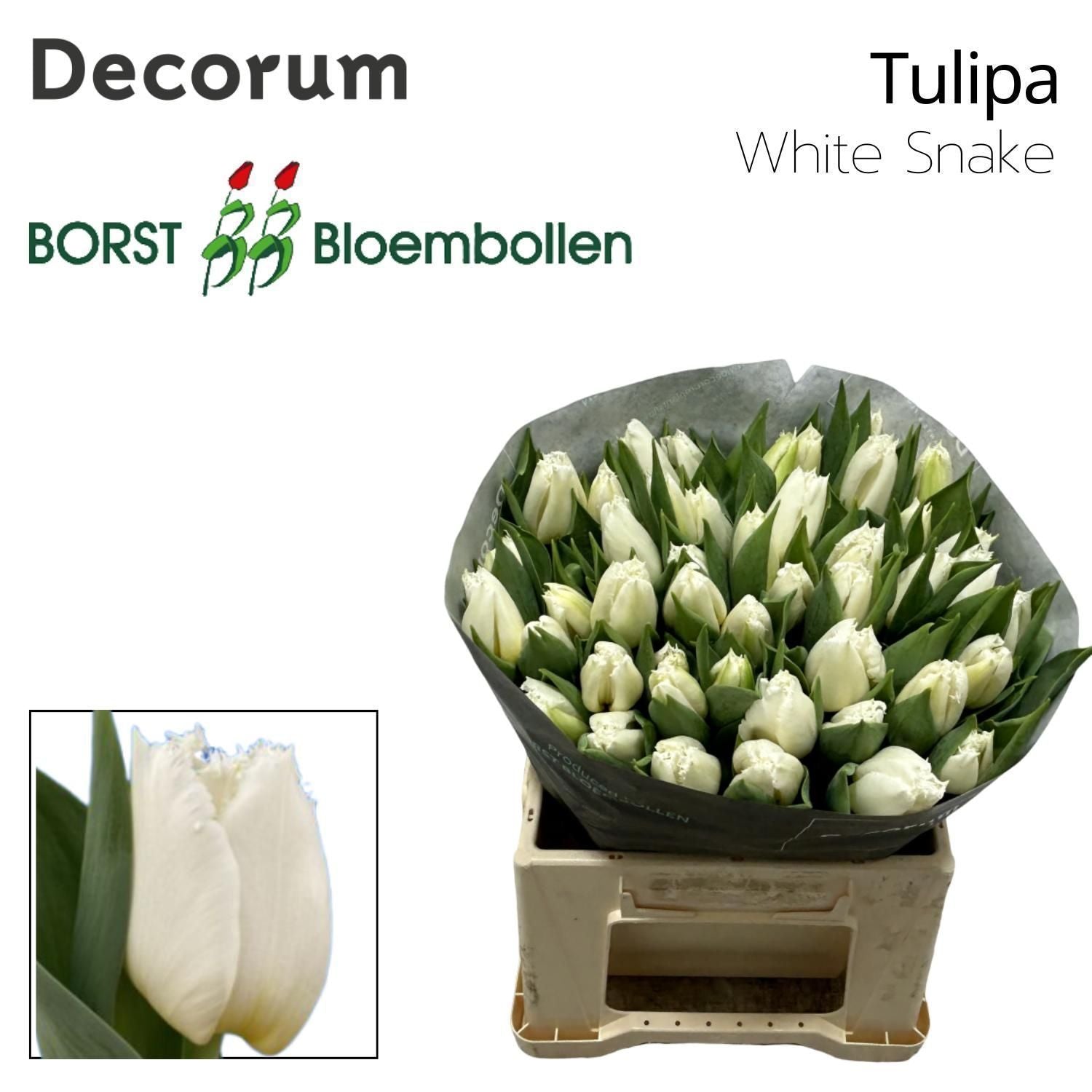Tulpe "White Snake"