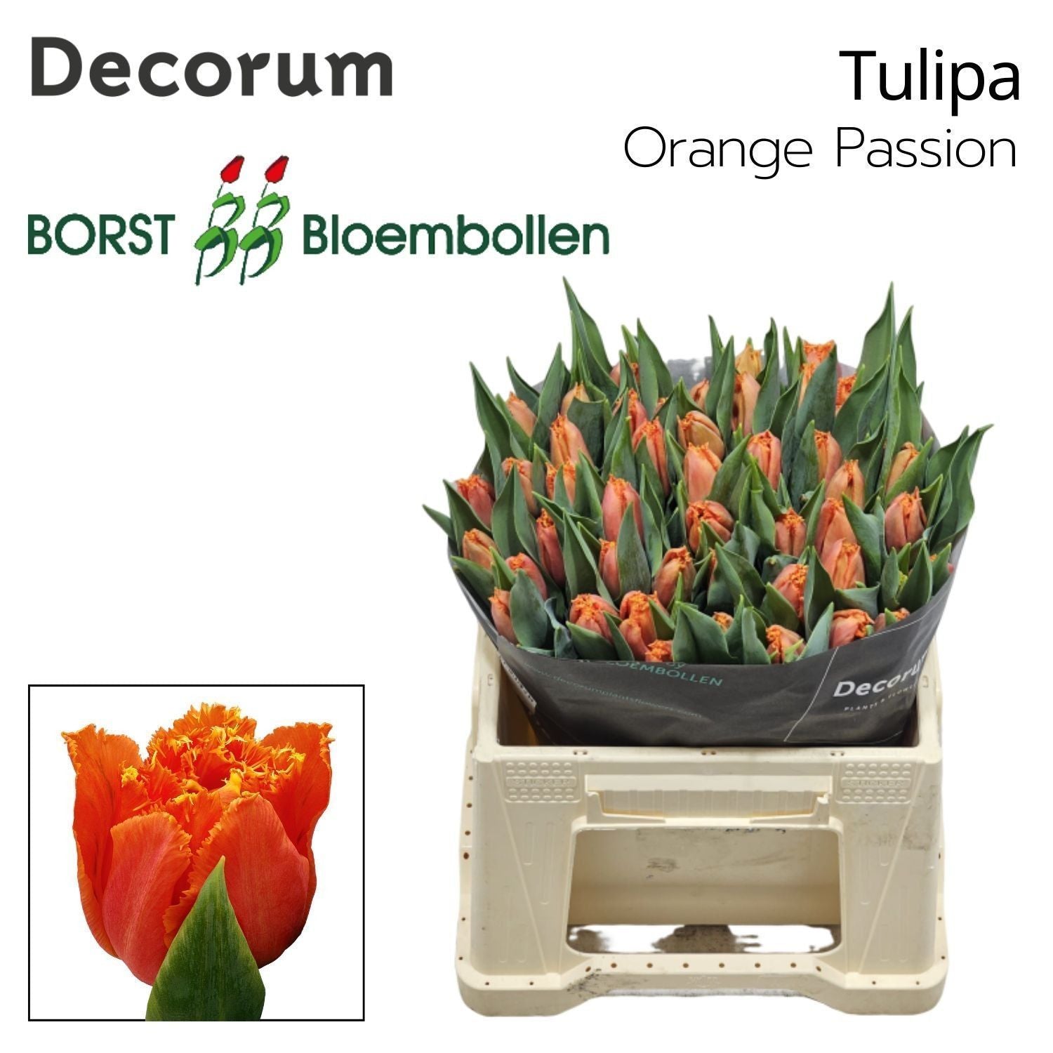 Tulpe "Orange Passion"