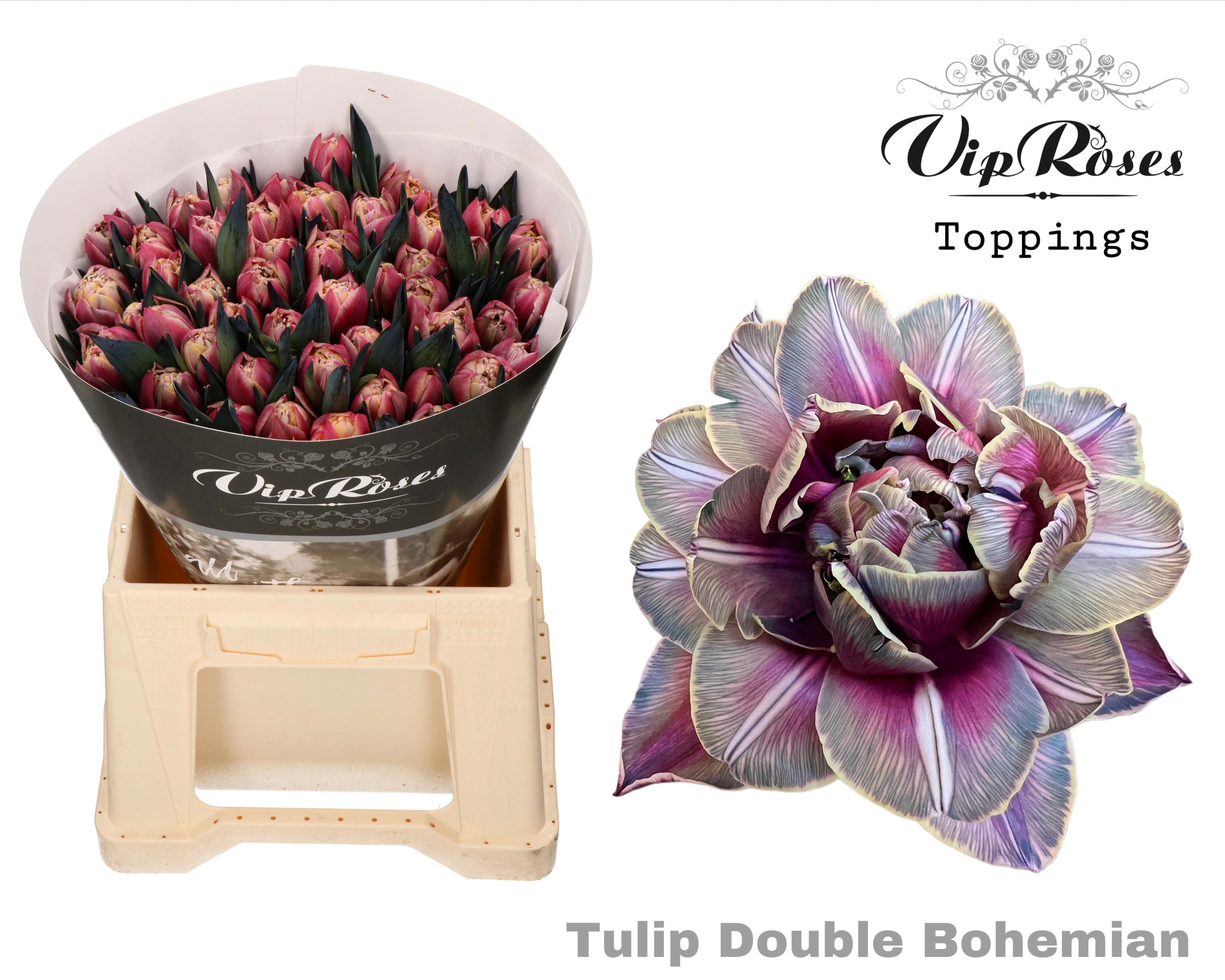 Tulpe “Double Bohemian“