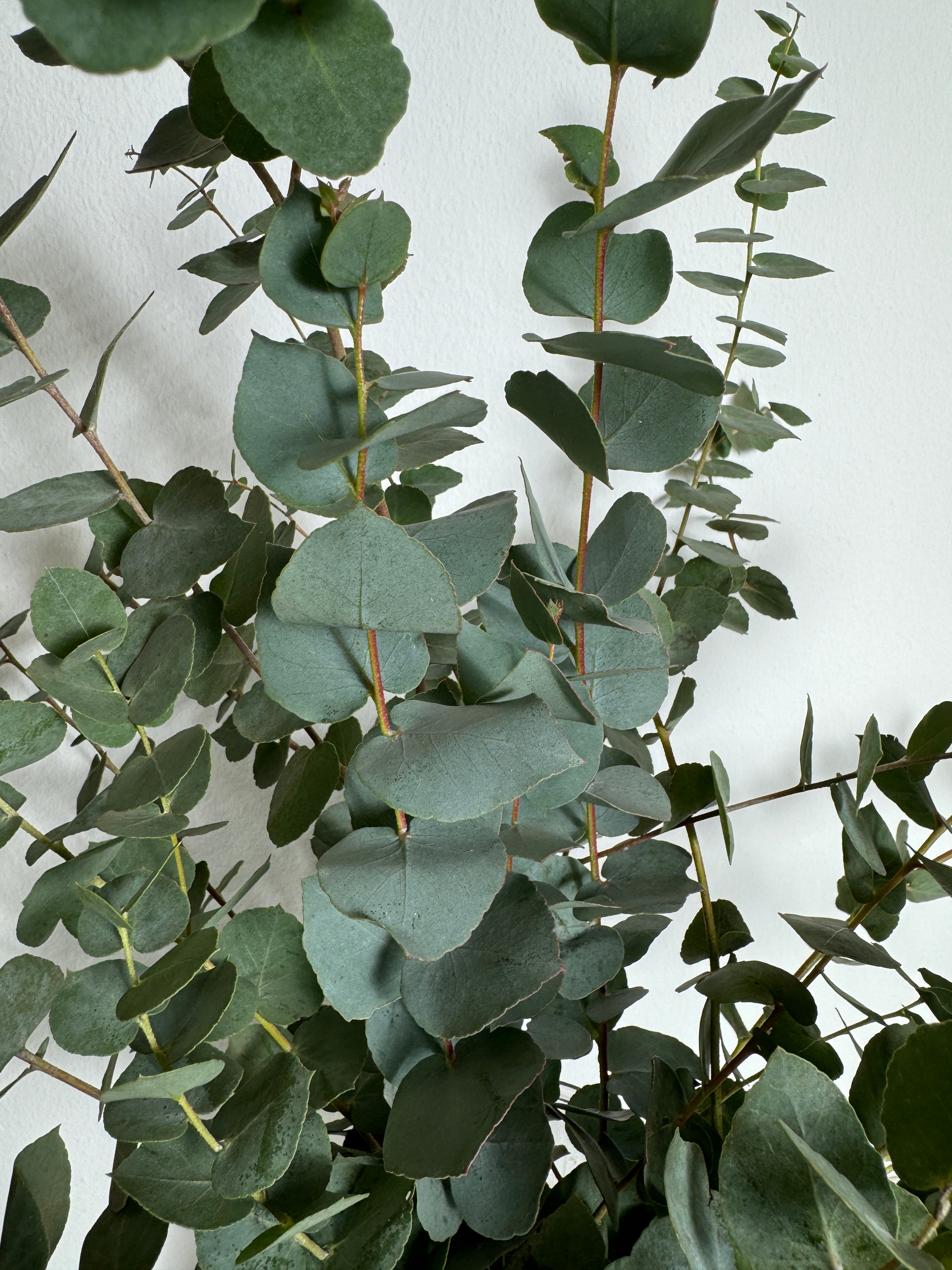 Eucalyptus Cinerea