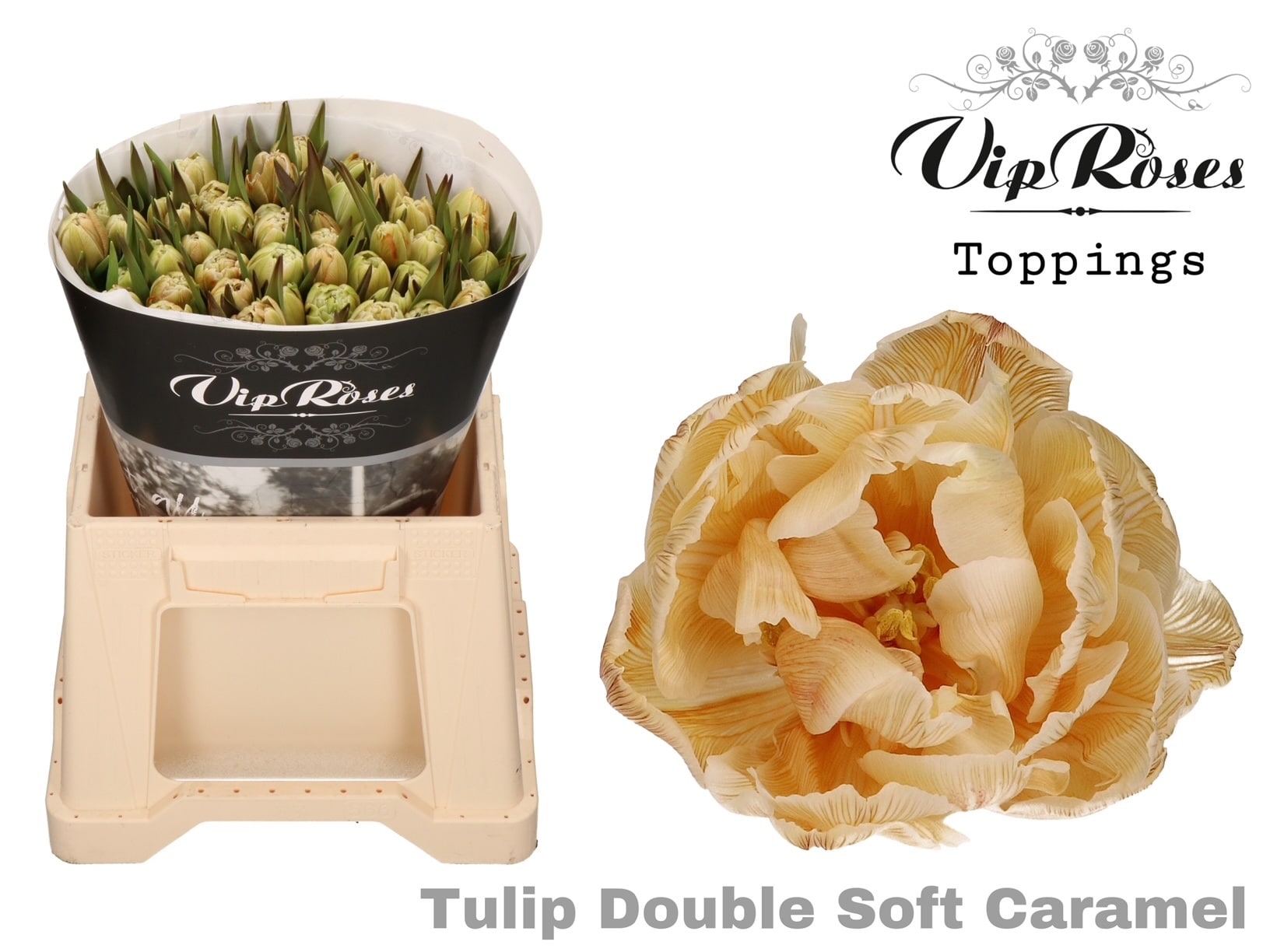 Tulpe “Double Soft Caramel“
