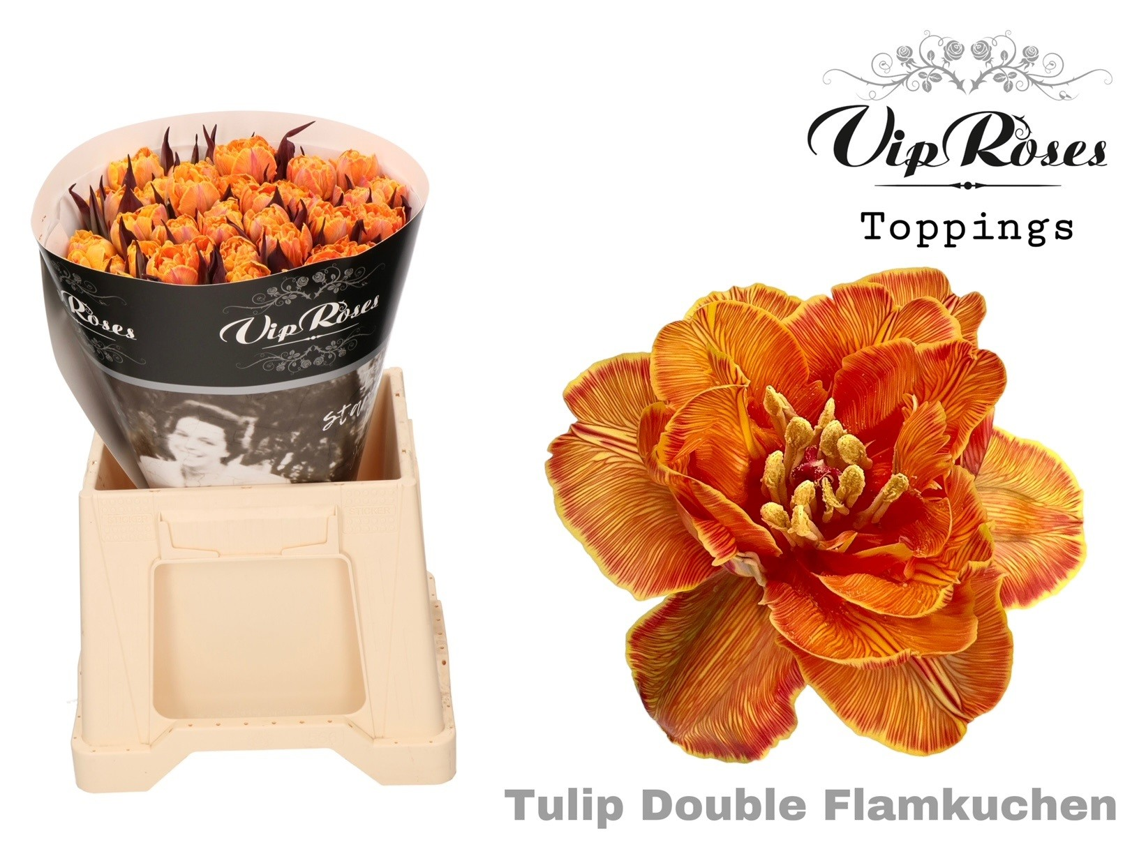 Tulpe "Double Flamkuchen"