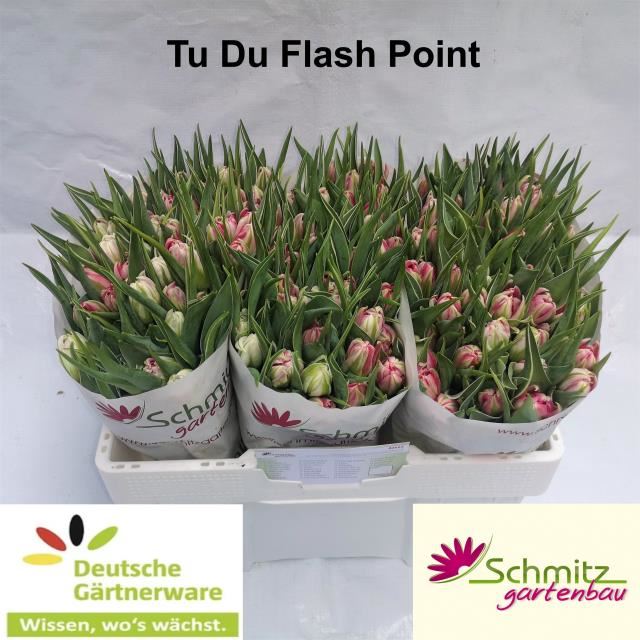 Tulpe "Flash Point"