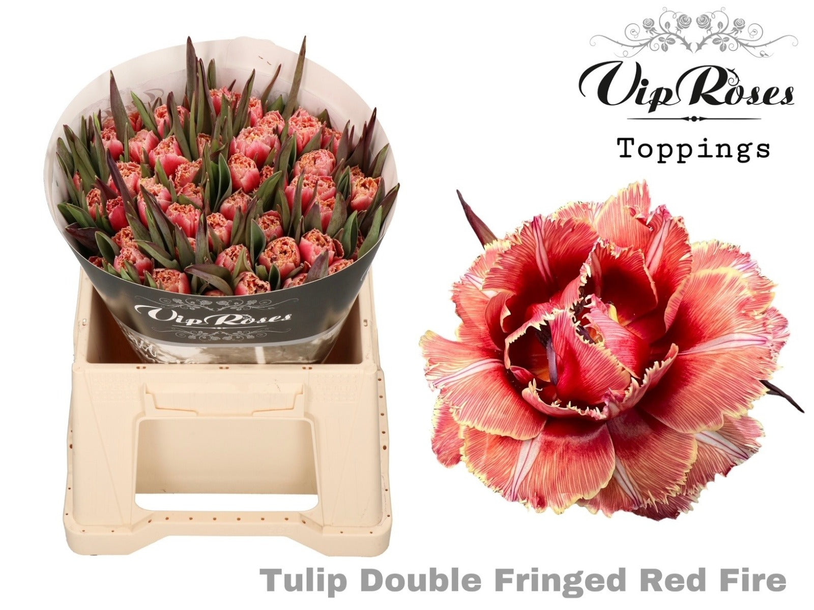 Tulpe "Double Fringed Red Fire"