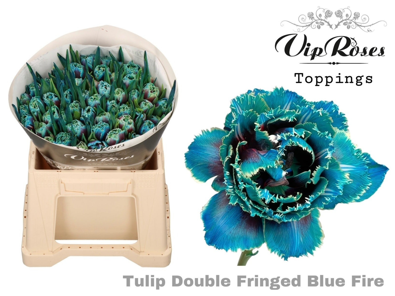 Tulpe "Double Fringed Blue Fire"