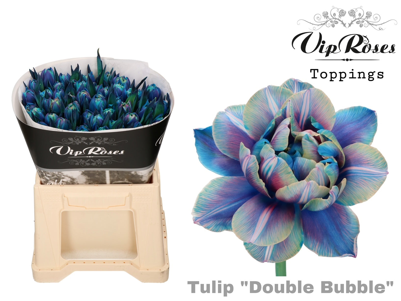 Tulpe “Double Bubble“