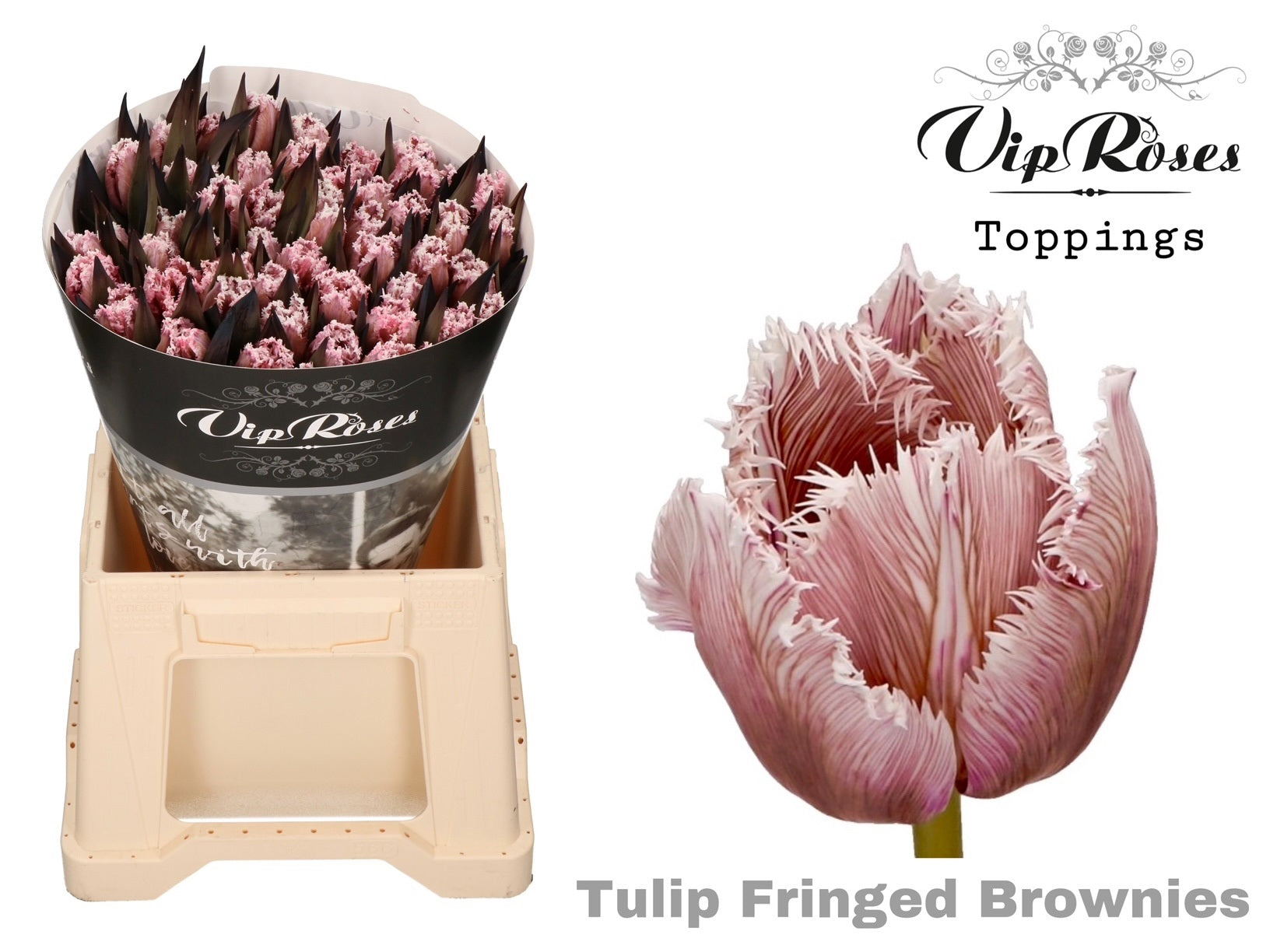 Tulpe “Fringed Brownies“